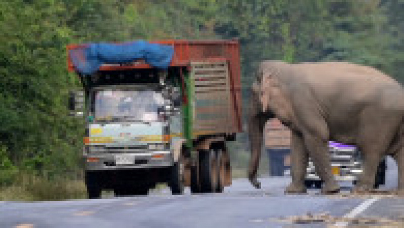 Un elefant lacom și leneș oprește în trafic camioanele cu trestie de zahăr ca să mănânce FOTO: Profimedia Images | Poza 11 din 12