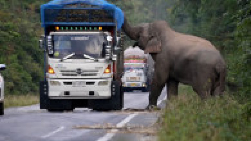 Un elefant lacom și leneș oprește în trafic camioanele cu trestie de zahăr ca să mănânce FOTO: Profimedia Images | Poza 3 din 12