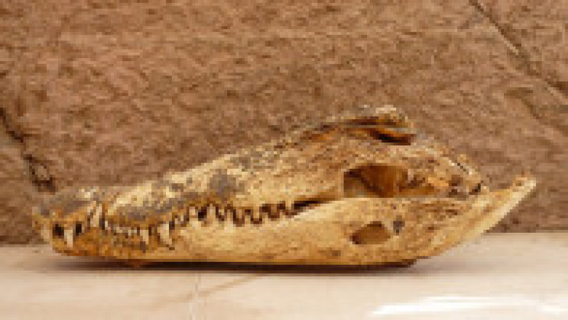Mumiile a 10 crocodili adulți au fost descoperite recent într-un mormânt din zona Qubbat al-Hawa din Egipt. Sursa foto: Profimedia Images | Poza 8 din 12