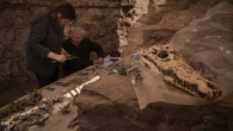 Mumiile a 10 crocodili adulți au fost descoperite recent într-un mormânt din zona Qubbat al-Hawa din Egipt. Sursa foto: Profimedia Images | Poza 5 din 12