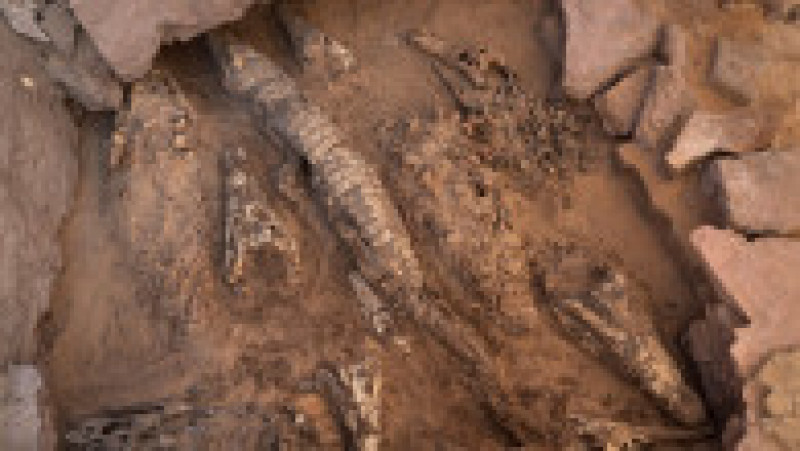 Mumiile a 10 crocodili adulți au fost descoperite recent într-un mormânt din zona Qubbat al-Hawa din Egipt. Sursa foto: Profimedia Images | Poza 6 din 12