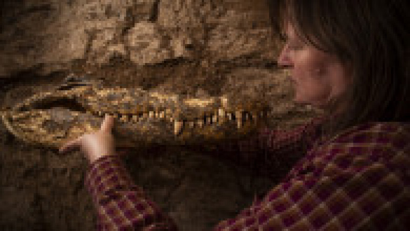 Mumiile a 10 crocodili adulți au fost descoperite recent într-un mormânt din zona Qubbat al-Hawa din Egipt. Sursa foto: Profimedia Images | Poza 7 din 12