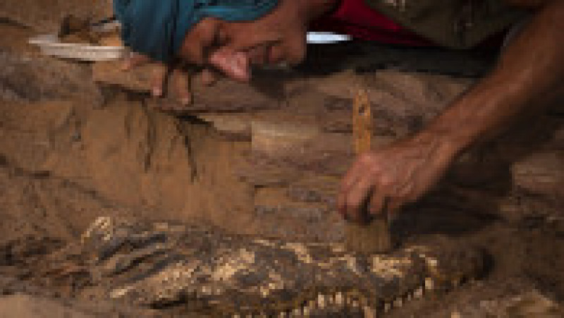 Mumiile a 10 crocodili adulți au fost descoperite recent într-un mormânt din zona Qubbat al-Hawa din Egipt. Sursa foto: Profimedia Images | Poza 9 din 12