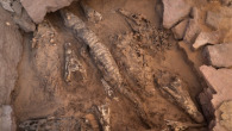 Mumiile a 10 crocodili adulți au fost descoperite recent într-un mormânt din zona Qubbat al-Hawa din Egipt. Sursa foto: Profimedia Images | Poza 10 din 12