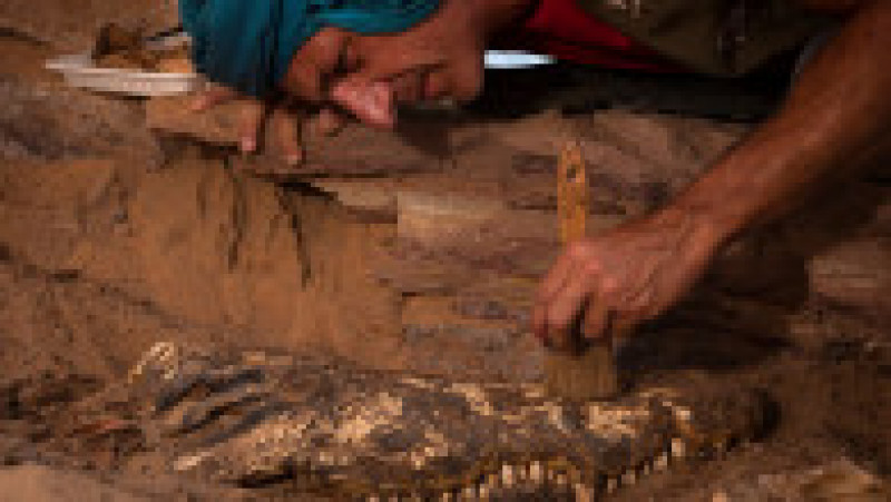 Mumiile a 10 crocodili adulți au fost descoperite recent într-un mormânt din zona Qubbat al-Hawa din Egipt. Sursa foto: Profimedia Images | Poza 4 din 12