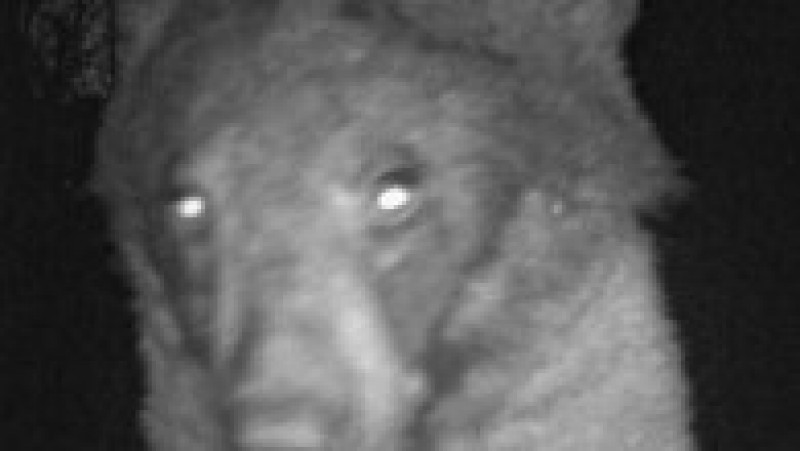 Ursul a declanșat senzorii camerei de 400 de ori. Foto: Facebook/Open Space and Mountain Parks | Poza 7 din 8