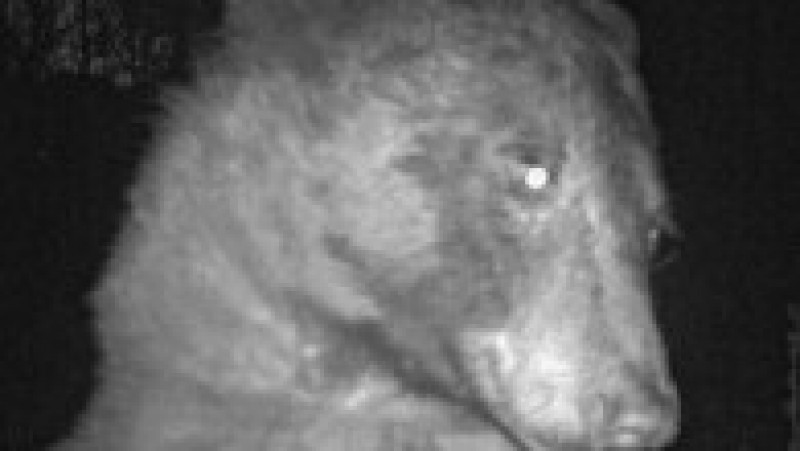 Ursul a declanșat senzorii camerei de 400 de ori. Foto: Facebook/Open Space and Mountain Parks | Poza 3 din 8