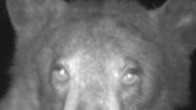 Ursul a declanșat senzorii camerei de 400 de ori. Foto: Facebook/Open Space and Mountain Parks | Poza 4 din 8