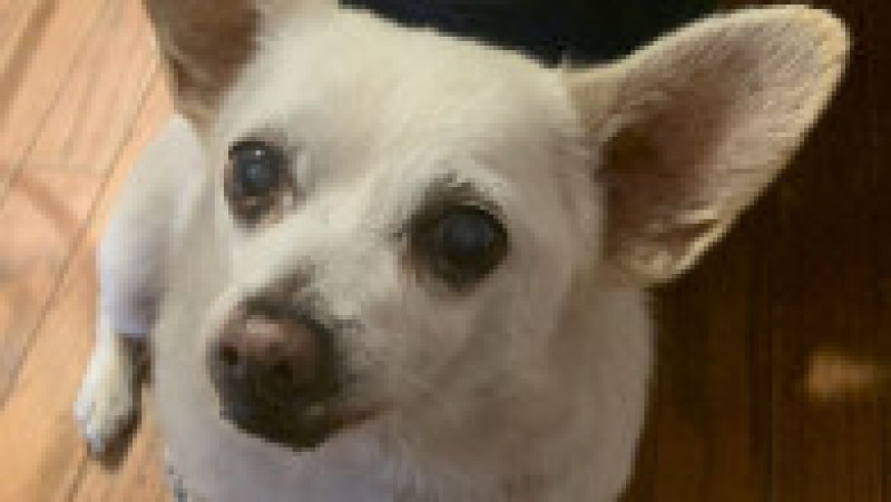 Cel mai bătrân câine din lume este un Chihuahua pe nume Spike. Facebook Guinness World Records | Poza 3 din 5
