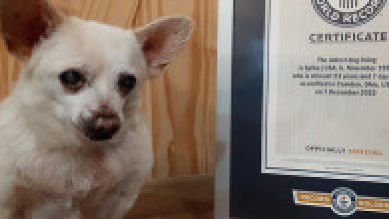 Cel mai bătrân câine din lume este un Chihuahua pe nume Spike. Facebook Guinness World Records | Poza 1 din 5