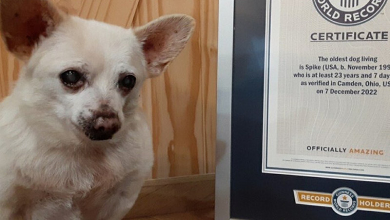 Cel mai bătrân câine din lume este un Chihuahua pe nume Spike. Facebook Guinness World Records