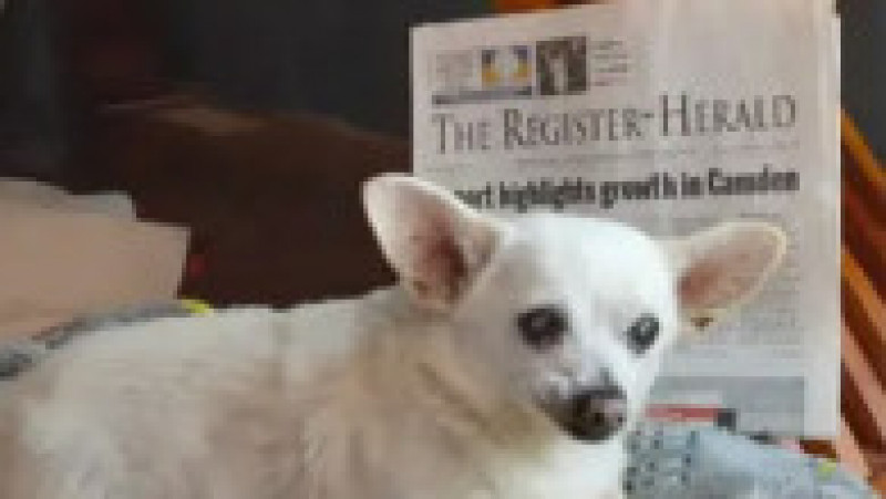 Cel mai bătrân câine din lume este un Chihuahua pe nume Spike. Facebook Guinness World Records | Poza 2 din 5