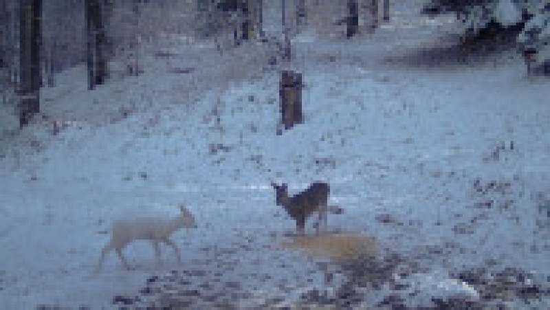 Căprioară albă surprinsă în Parcul Natural Bucegi. Foto: Obancea Cătalin | Poza 3 din 4