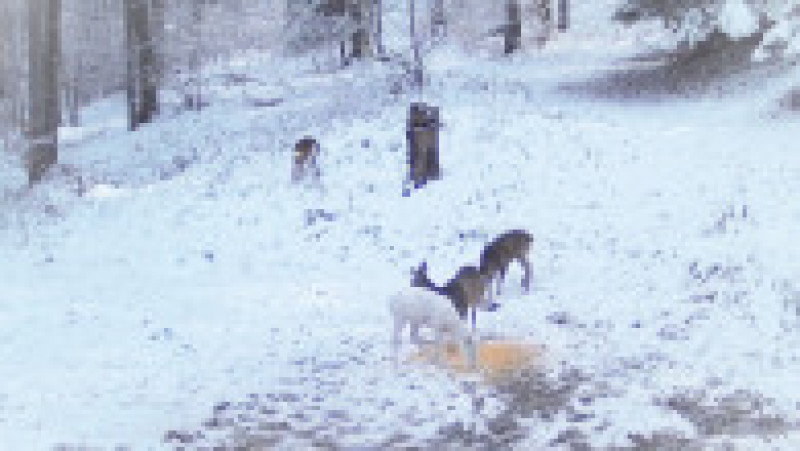 Căprioară albă surprinsă în Parcul Natural Bucegi. Foto: Obancea Cătalin | Poza 4 din 4