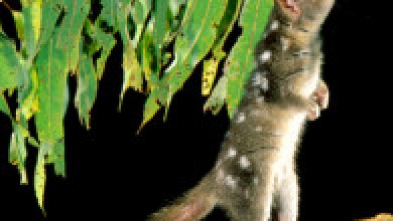 Unele dintre pisicile marsupiale nordice monitorizate s-au deplasat pe o distanță de peste 10 kilometri într-o singură noapte – echivalentul a 40 de kilometri pentru oameni. Foto: Profimedia Images | Poza 3 din 13