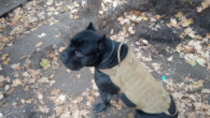 Câinele Vasile este special antrenat pentru misiuni de salvare și recunoaștere. Foto: Twitter | Poza 5 din 5