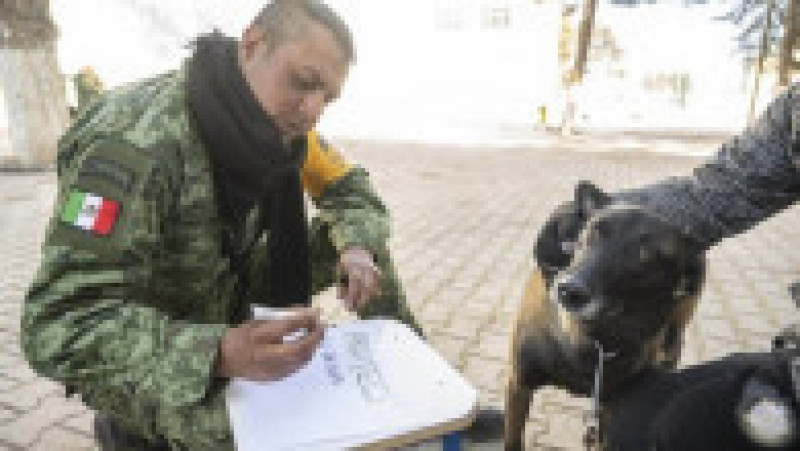Proteo, câinele care a murit în timp ce căuta supraviețuitori în Turcia, a fost repatriat și întâmpinat ca un erou. Foto: Profimedia | Poza 2 din 11
