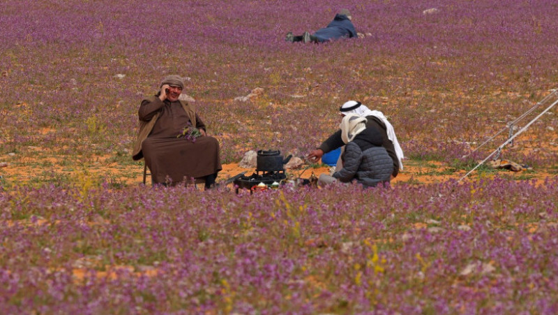 Deșertul Rafha din nord-estul Arabiei Saudite a fost acoperit de flori violet. Foto: Profimedia Images