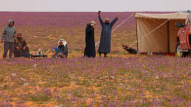 Deșertul Rafha din nord-estul Arabiei Saudite a fost acoperit de flori violet. Foto: Profimedia Images | Poza 2 din 4