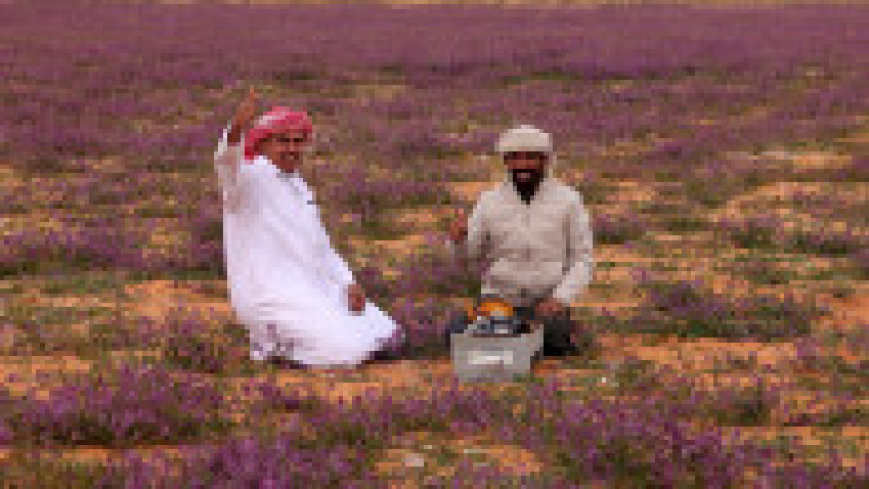 Deșertul Rafha din nord-estul Arabiei Saudite a fost acoperit de flori violet. Foto: Profimedia Images | Poza 3 din 4