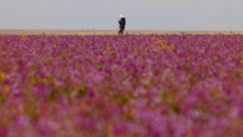 Deșertul Rafha din nord-estul Arabiei Saudite a fost acoperit de flori violet. Foto: Profimedia Images | Poza 4 din 4