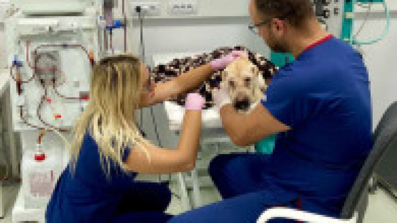 WhatsApp Image 2023-02-09 at 18.04.20 (6) | Poza 6 din 11