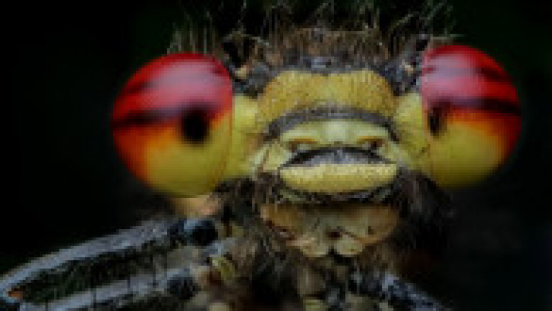Portrete macro extraordinare ale insectelor întânite în natură. Sursa foto Profimedia Images | Poza 2 din 18