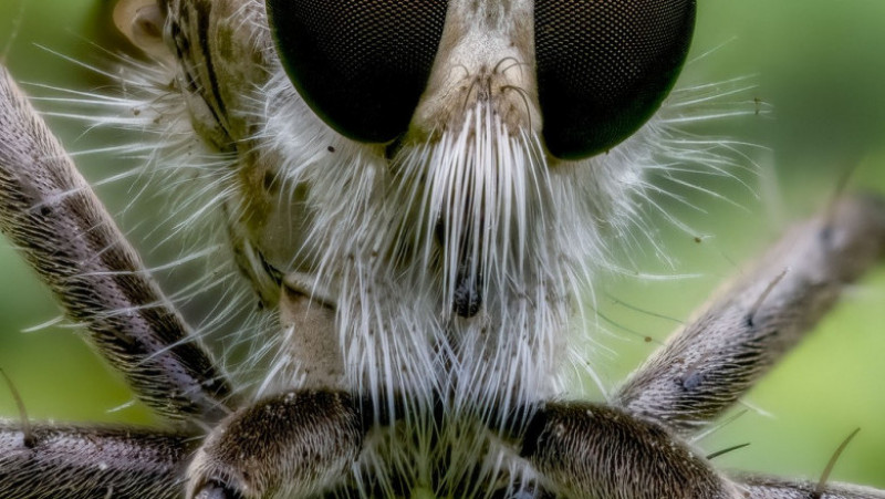 Portrete macro extraordinare ale insectelor întânite în natură. Sursa foto Profimedia Images