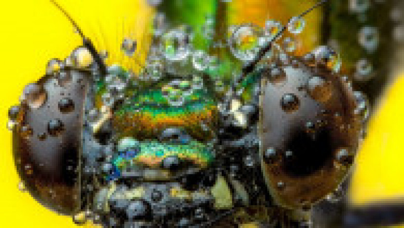 Portrete macro extraordinare ale insectelor întânite în natură. Sursa foto Profimedia Images | Poza 16 din 18