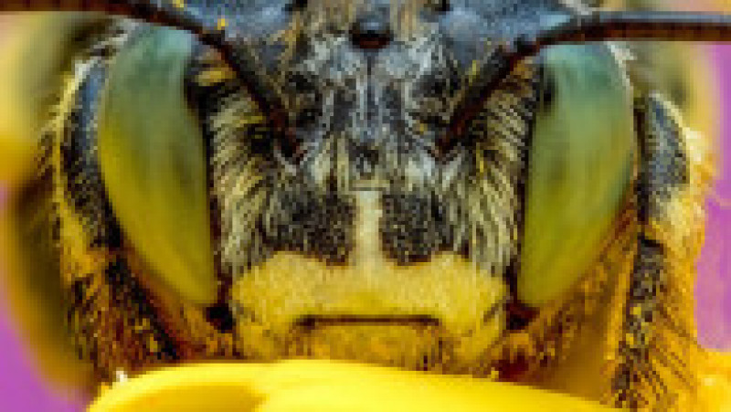 Portrete macro extraordinare ale insectelor întânite în natură. Sursa foto Profimedia Images | Poza 14 din 18