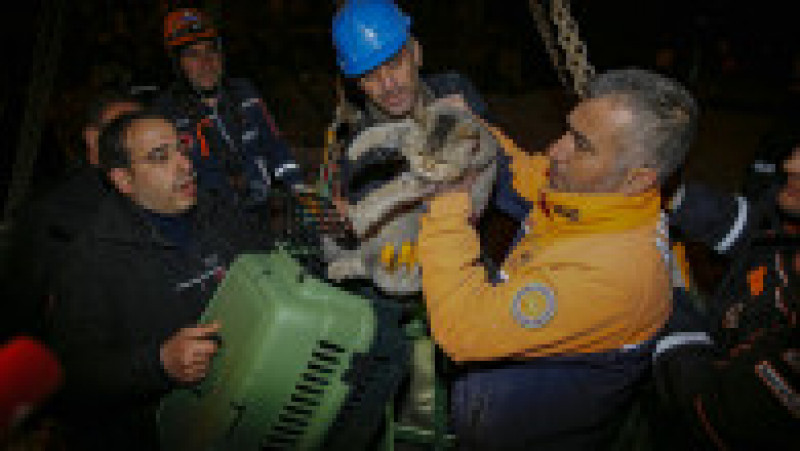 La 17 zile după cutremurul care a devastat Turcia, o pisică a fost salvată dintr-un bloc grav avariat. FOTO: Profimedia Images | Poza 3 din 6