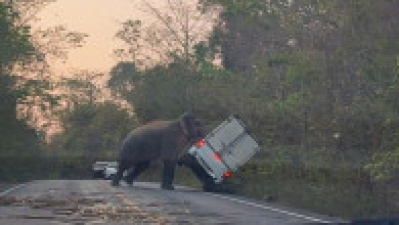Un elefant a intrat pe o șosea din Thailanda și a răsturnat o camionetă cu colții și trompa. Sursa foto Profimedia Images | Poza 5 din 16