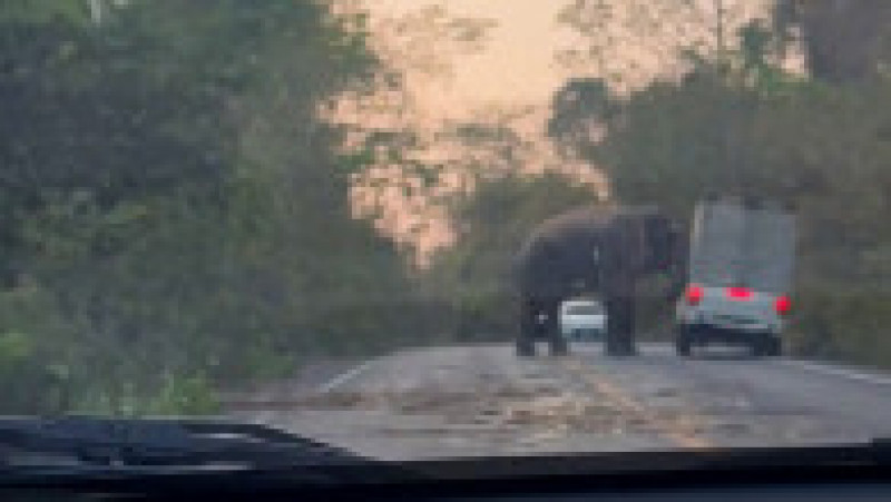 Un elefant a intrat pe o șosea din Thailanda și a răsturnat o camionetă cu colții și trompa. Sursa foto Profimedia Images | Poza 2 din 16