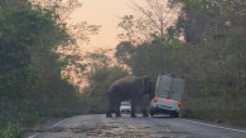 Un elefant a intrat pe o șosea din Thailanda și a răsturnat o camionetă cu colții și trompa. Sursa foto Profimedia Images | Poza 3 din 16