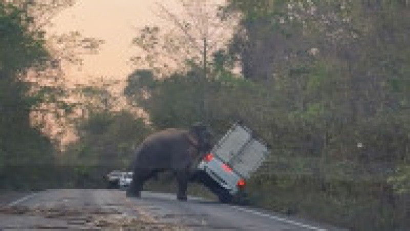 Un elefant a intrat pe o șosea din Thailanda și a răsturnat o camionetă cu colții și trompa. Sursa foto Profimedia Images | Poza 4 din 16