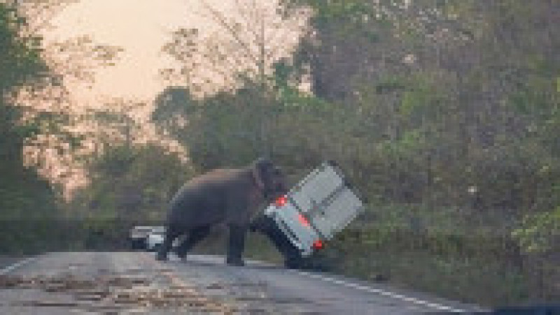 Un elefant a intrat pe o șosea din Thailanda și a răsturnat o camionetă cu colții și trompa. Sursa foto Profimedia Images | Poza 6 din 16