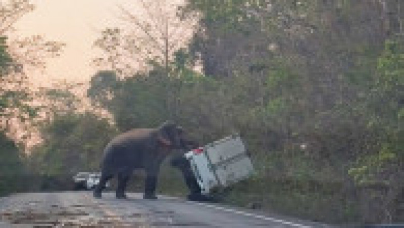 Un elefant a intrat pe o șosea din Thailanda și a răsturnat o camionetă cu colții și trompa. Sursa foto Profimedia Images | Poza 7 din 16