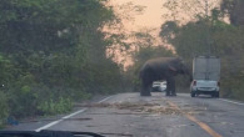 Un elefant a intrat pe o șosea din Thailanda și a răsturnat o camionetă cu colții și trompa. Sursa foto Profimedia Images | Poza 1 din 16