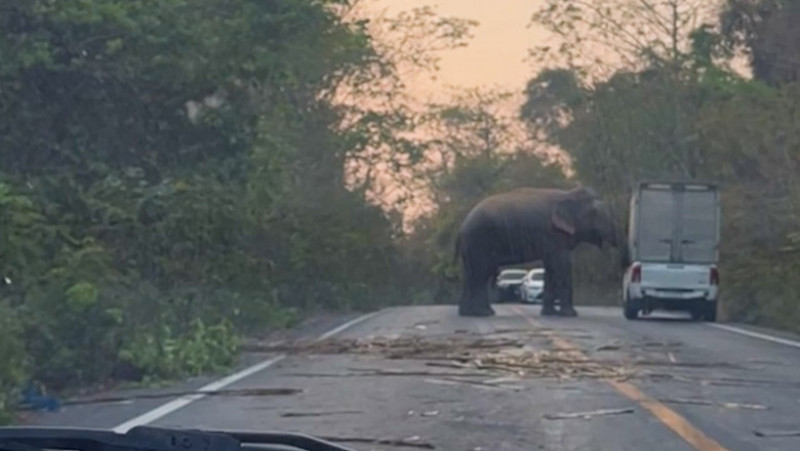 Un elefant a intrat pe o șosea din Thailanda și a răsturnat o camionetă cu colții și trompa. Sursa foto Profimedia Images