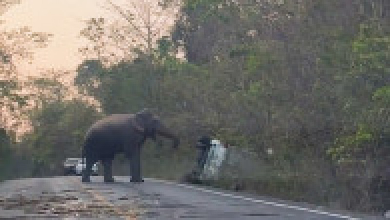 Un elefant a intrat pe o șosea din Thailanda și a răsturnat o camionetă cu colții și trompa. Sursa foto Profimedia Images | Poza 8 din 16
