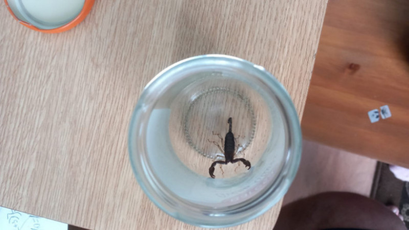 Scorpion găsit în casa unei femei din Iași. Sursa foto: 7iasi.ro