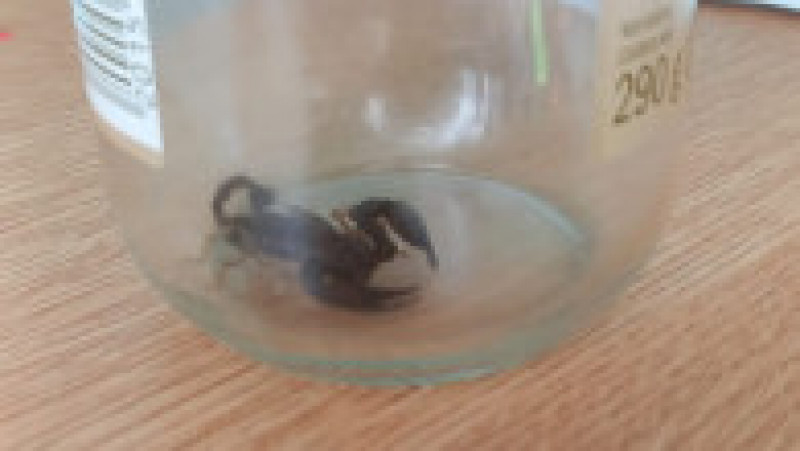 Scorpion găsit în casa unei femei din Iași. Sursa foto: 7iasi.ro | Poza 2 din 3