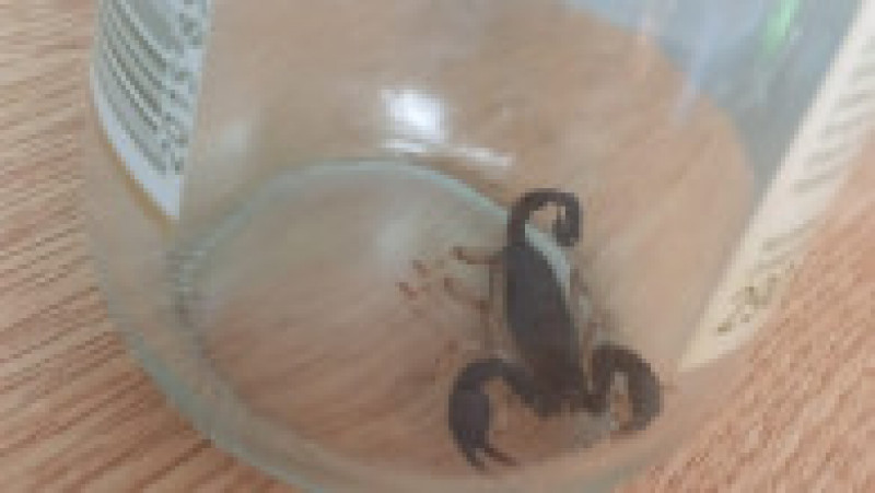 Scorpion găsit în casa unei femei din Iași. Sursa foto: 7iasi.ro | Poza 3 din 3