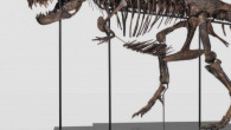 Un schelet de Tyrannosaurus Rex, o specie care a trăit în urmă cu 67 de milioane de ani, va fi scos la licitaţie. Sursa foto: kollerauktionen.ch | Poza 8 din 9