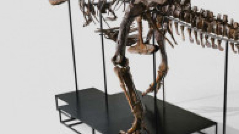 Un schelet de Tyrannosaurus Rex, o specie care a trăit în urmă cu 67 de milioane de ani, va fi scos la licitaţie. Sursa foto: kollerauktionen.ch | Poza 1 din 9