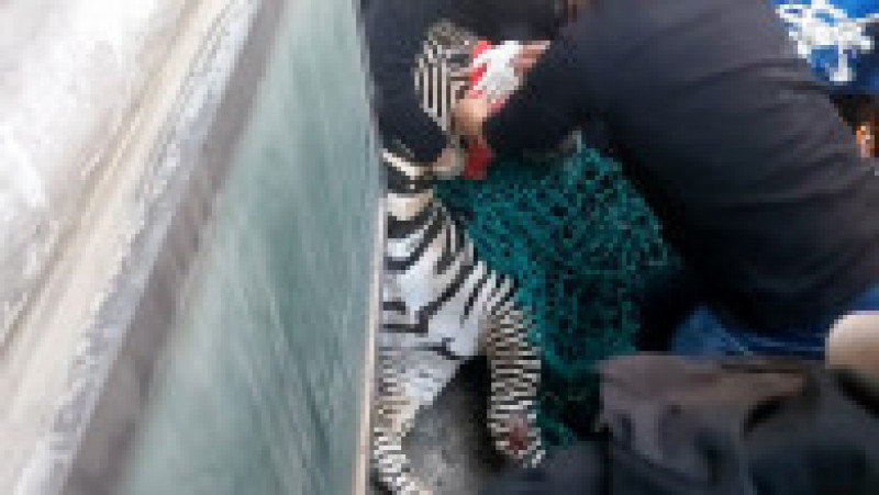 Zebra a fost capturată după ce s-a plimbat mai multe ore prin capitala sud-coreeană. Foto: Profimedia Images | Poza 2 din 5