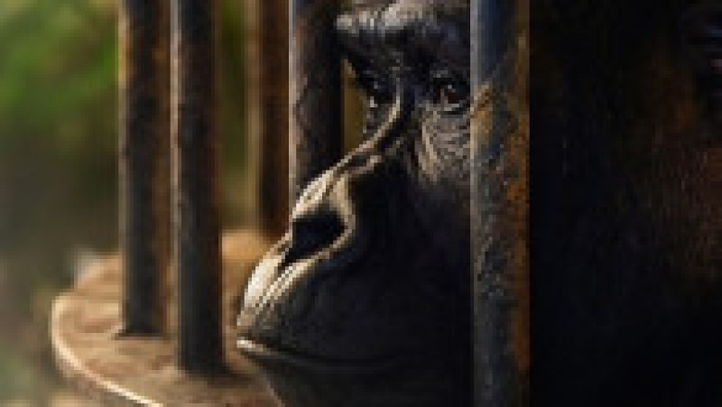 Închisă într-o cuşcă dintr-un mall, soarta gorilei Bua Noi stârneşte noi controverse. Foto: Profimedia | Poza 8 din 12