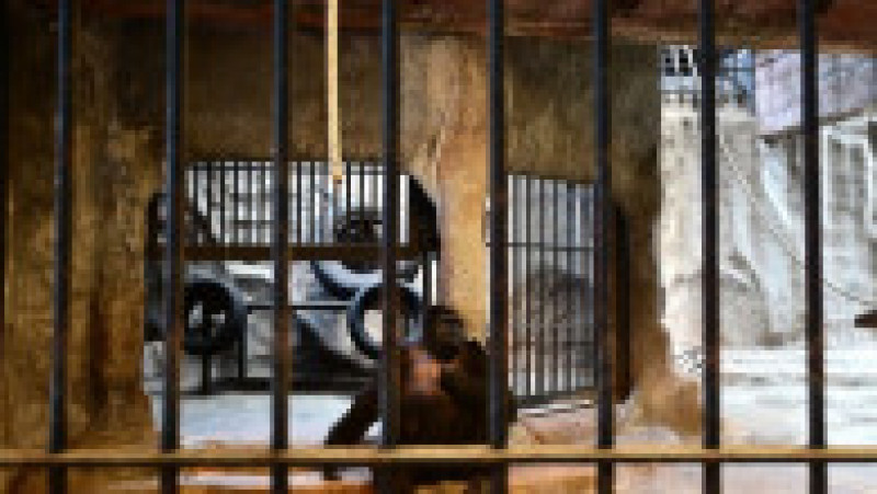 Închisă într-o cuşcă dintr-un mall, soarta gorilei Bua Noi stârneşte noi controverse. Foto: Profimedia | Poza 5 din 12