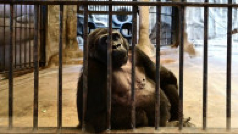 Închisă într-o cuşcă dintr-un mall, soarta gorilei Bua Noi stârneşte noi controverse. Foto: Profimedia | Poza 6 din 12