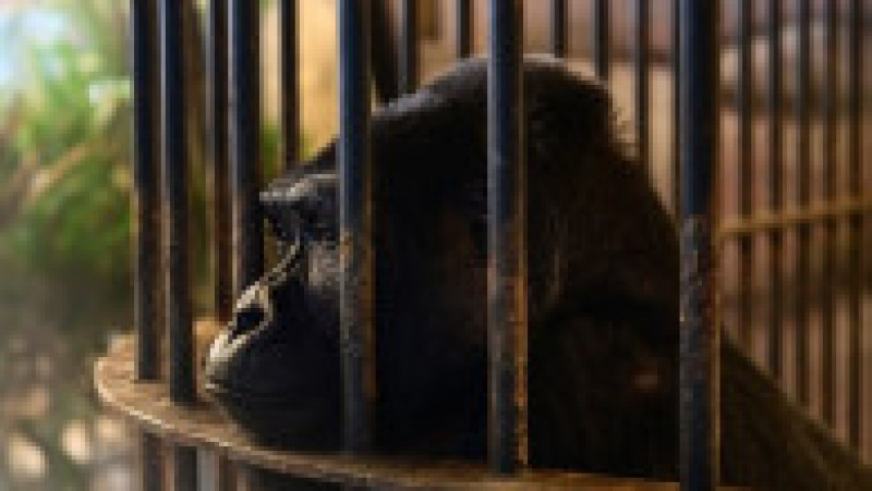 Închisă într-o cuşcă dintr-un mall, soarta gorilei Bua Noi stârneşte noi controverse. Foto: Profimedia | Poza 7 din 12